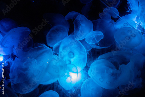 jellyfish in the blue water
