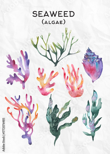 Coral and seaweed watercolor set