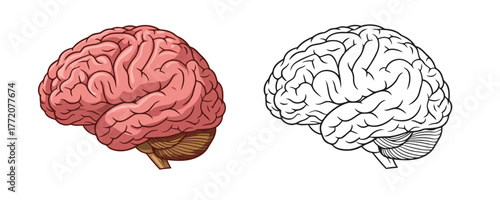 Medical illustration showing the human brain in two styles: a detailed colored version and a black and white line art outline on a white background