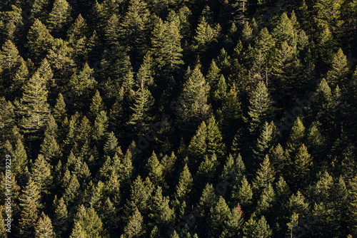 A dense Colorado forest of towering pine and aspen trees blankets the mountain slopes in timeless, natural beauty