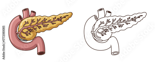 Medical illustration showing the human pancreas and duodenum in two styles: a colored version and a black and white line art outline on white