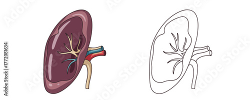 Medical illustration showing the human spleen with vessels in two styles: a colored version and a black and white line art outline on white