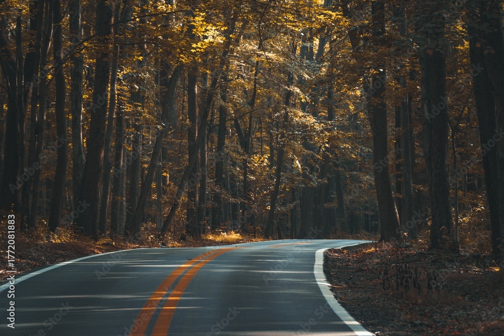 Fototapeta premium Golden Path Through the Forest 