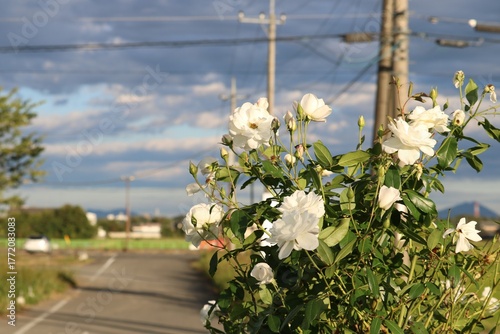 白いバラの花　秋の田舎道　