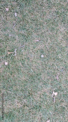 Dry grass texture