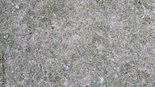 Dry grass texture