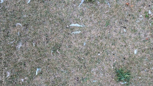 Dry grass texture