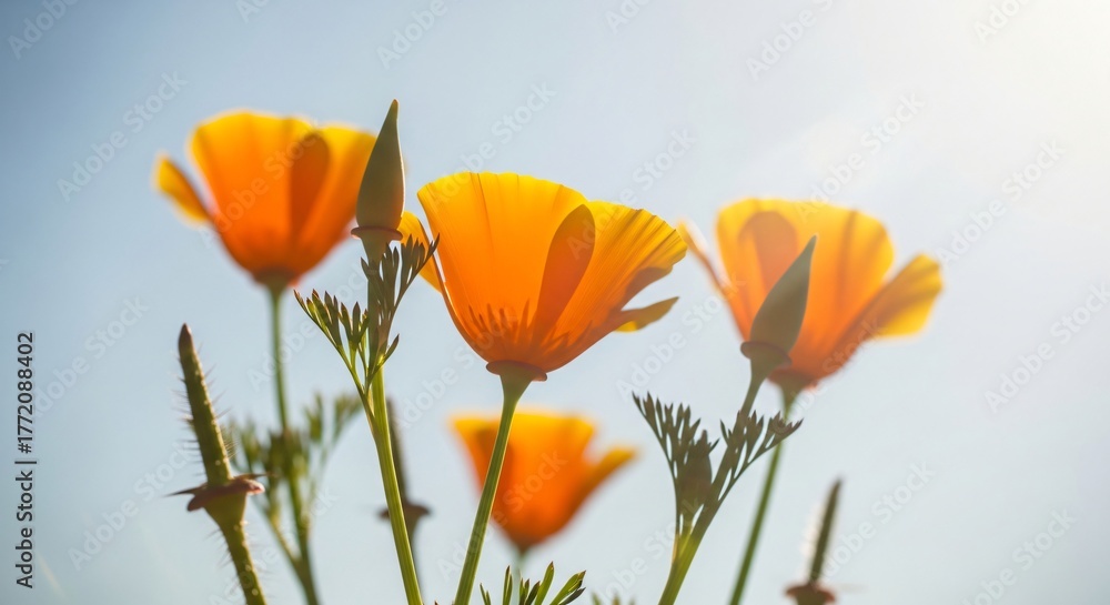 Fototapeta premium Bright orange poppy flowers blooming in sunlight against clear blue sky, low angle nature closeup photo