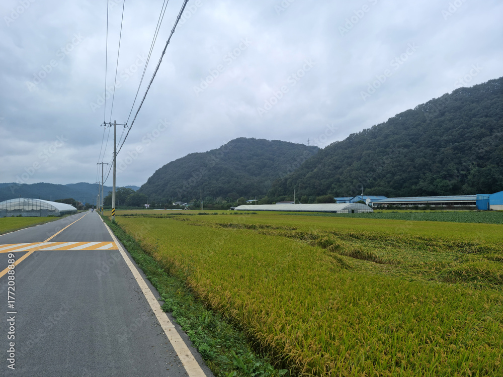 Fototapeta premium Countryside scenery with golden fields
