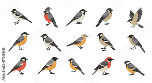 Assorted Tit Bird Species Set Decorative Wild Birds Flat Vector Illustration
