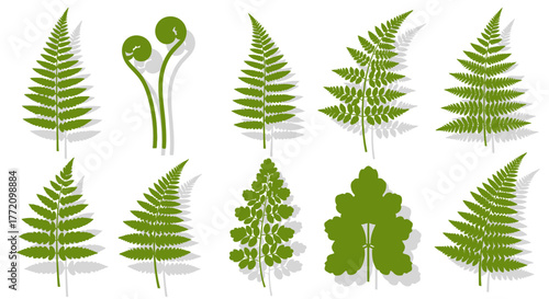 Fern fronds collection illustration graphic vector isolated on white background
