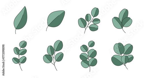 Simple Eucalyptus Leaves Illustration Set Isolated on White Background