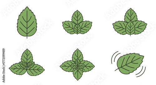 Fresh Mint Herb Set Flat Style Illustration on White Background