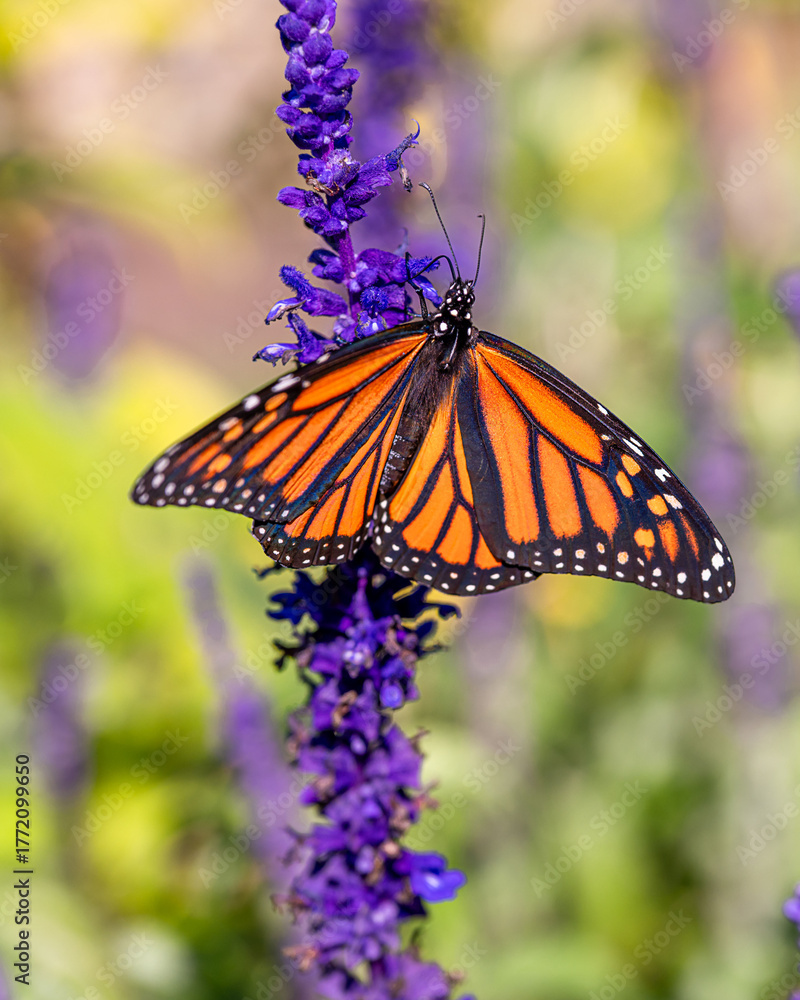 Fototapeta premium The close portrait of a butterfly on lupine flowers at the late summer