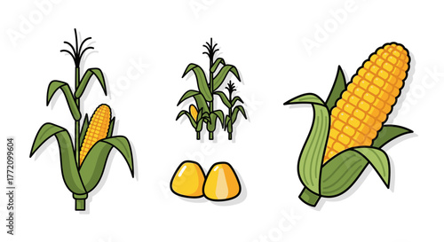 Stylized corn stalks and kernels vector illustration on white background