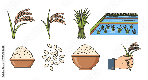 Rice paddy agriculture vector set organic food concept illustration