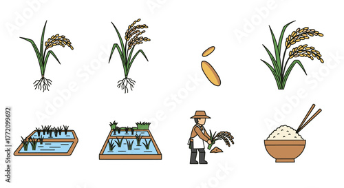 Rice cultivation steps vector illustration farmer harvesting grain cereal staple crop