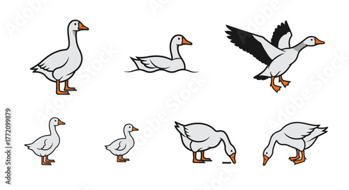 Collection of White Goose Bird Illustrations in Various Poses
