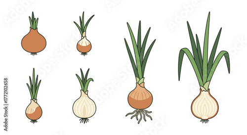 Diverse onion bulb growth stages vector illustration for agriculture concept