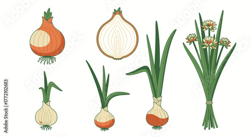 Colorful Variety of Onion Vegetables Still Life Illustration