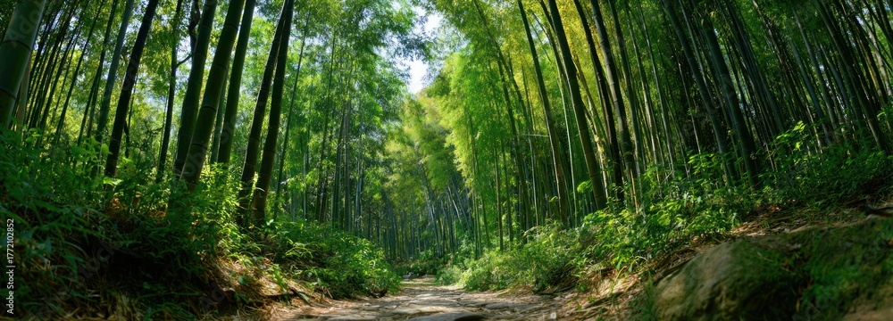 Obraz premium Lush green bamboo forest pathway