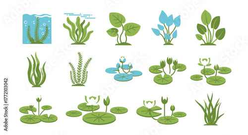 Freshwater Aquatic Plant Illustrations for Aquarium and Pond Design