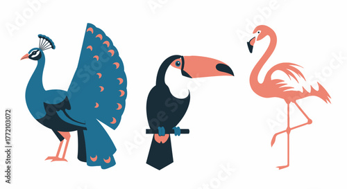 Exotic birds illustration peacock toucan flamingo tropical avian graphic