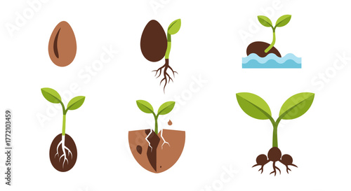 Flat Style Germination Process Illustration on White Background