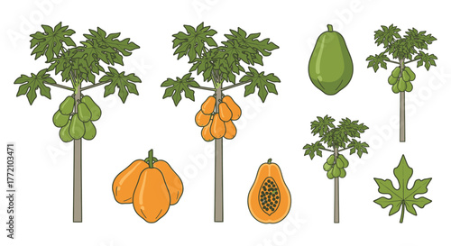 Papaya orchard set botanical illustration with delicious tropical fruits and leaves