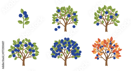 Blueberry Bush Development Stages Botanical Vector Illustration