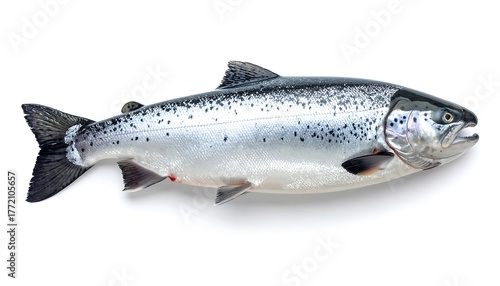 A whole, silver fish with dark spots and fins, lying on a white surface. Its scales shimmer, with a slightly open mouth