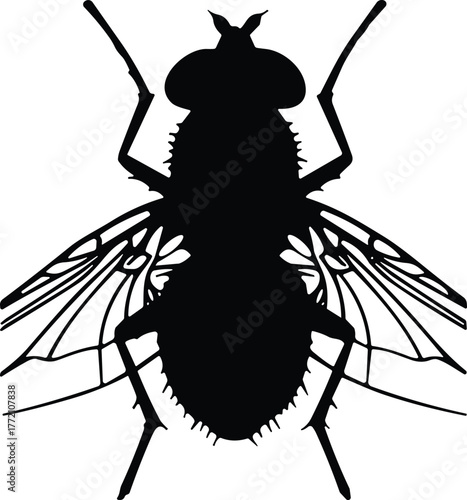 Detailed fly insect silhouette vector illustration, black fly outline with wings, bug design for science, biology, and pest control education