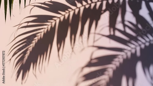 Tropical palm leaves shadow on a soft pastel pink and purple gradient wall, creating a beautiful minimalist summer background with copy space.