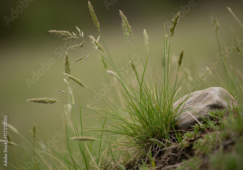 Wild grass with seed heads near small rock