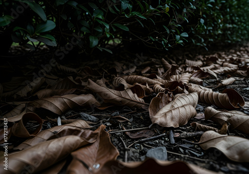 Pile of dried leaves under green bush