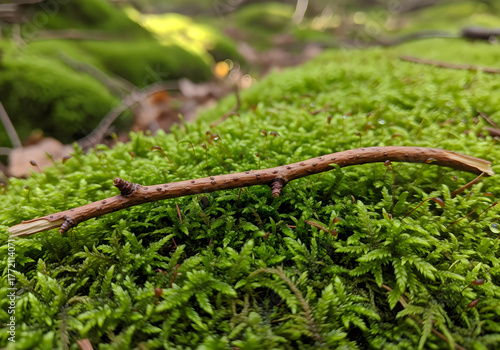 Fallen twig resting on mossy surface