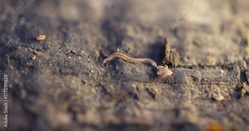 Close-up macro video featuring a small, slender Millipede (likely a snake millipede) crawling across a rough, dark surface (decaying wood or soil), showcasing its characteristic undulating movement an