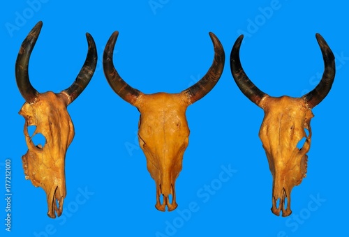 close up of buffalo skull isolated background