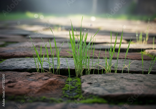 Grass Growing Between Brick Path in Morning Dew