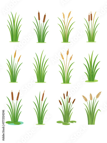 Wetland Reeds and Cattail Plants Vector Set, Marsh Grass and Aquatic Vegetation Illustration Collection