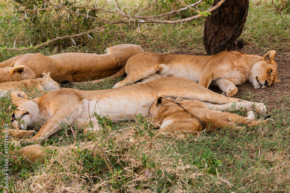 Naklejka premium Serengeti National Park, Tanzania: Lion Pride Resting with Cubs in the Shade