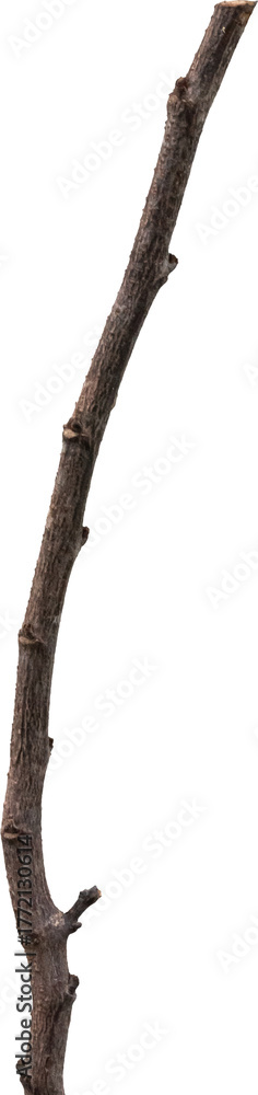 Fototapeta premium Dry tree branches isolated on white background