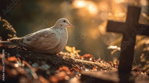 Dove near a cross with bokeh lights