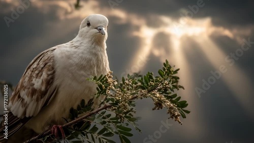 Dove on branch with sunbeams