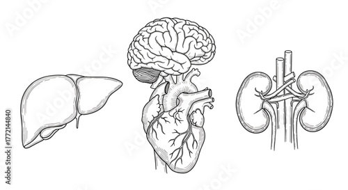 Human organs including a liver, brain, heart, and kidneys
