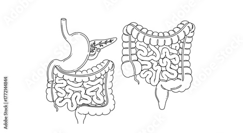 Illustration of the human digestive system