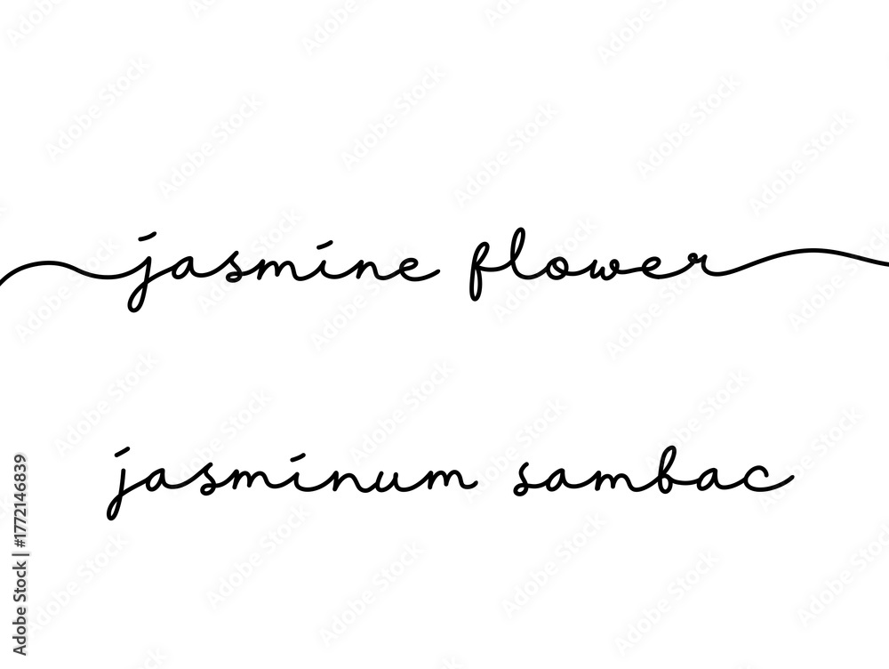 Fototapeta premium Handwritten Jasmine Flower and Jasminum Sambac Text on White Background