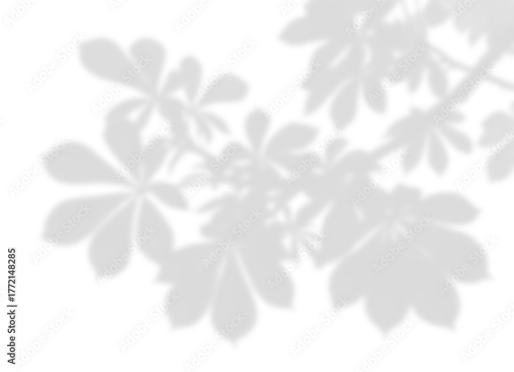 Fototapeta premium Vibrant Leaf and Branch Shadow Overlay