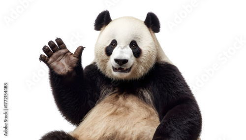 Giant panda with soft fluffy fur and distinctive black and white markings, adorable animal waving paw, isolated on white background, cute wildlife concept