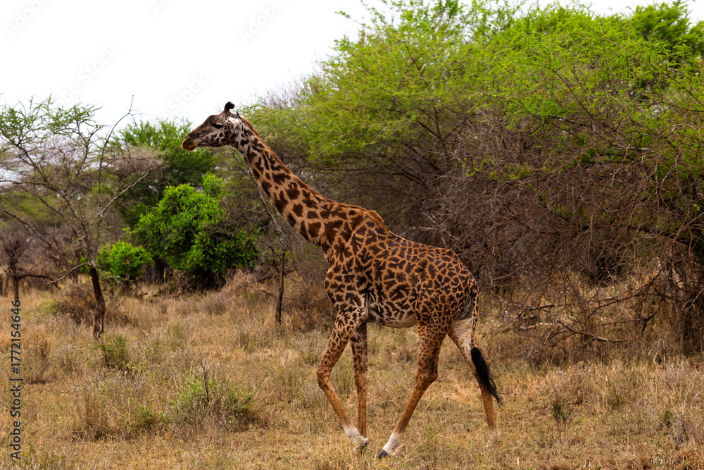 Obraz premium Serengeti National Park, Tanzania: Masai Giraffe Walking Through the Savanna